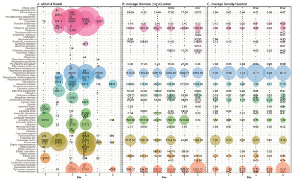 Comparison of eDNA detection of freshwater mussels to field observations from traditional surveys of mussels across six sampling locations in the Sipsey River, Alabama, USA.