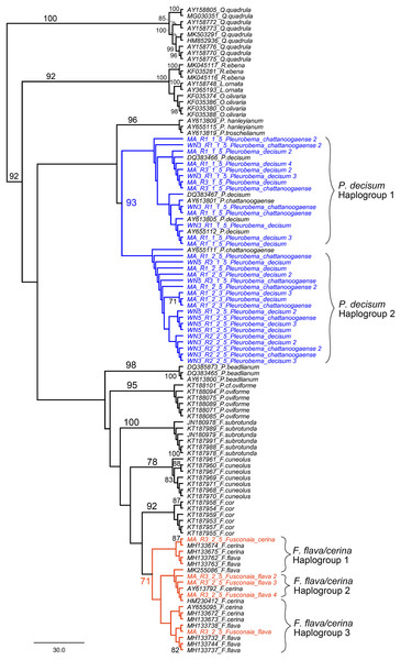 Maximum Likelihood phylogenetic tree containing eDNA sequences collected in the Sipsey River, Alabama, USA.