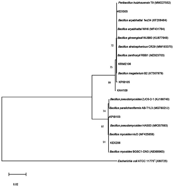 Molecular phylogenetic tree analysis based on 16S rRNA gene sequences of KAH109, KPIB103, KPIB105, KRME106, KEX206 and KEX505 relative to type strains of other Bacillus species.