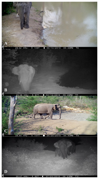 Day and night snapshots of two elephants showing the variable quality of video.