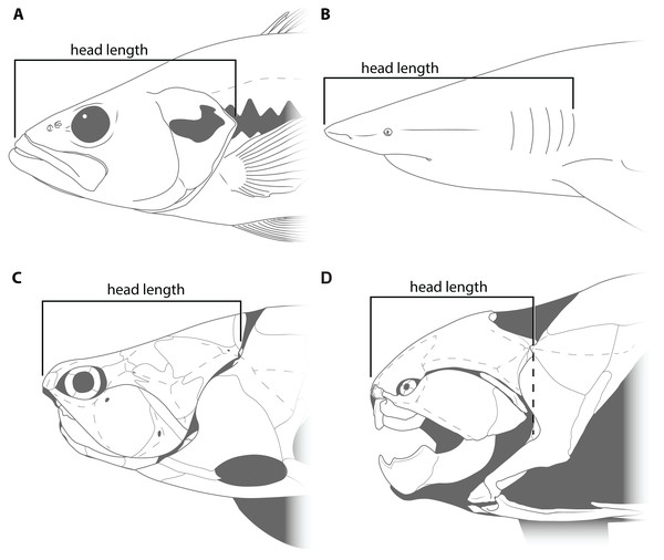 Figure showing how head length was defined in various fishes.