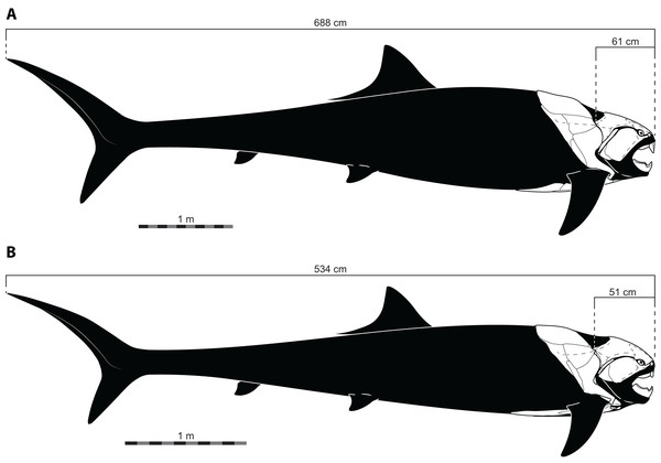 Reconstructed proportions of specimens of Dunkleosteus terrelli using the total lengths estimated by Ferrón, Martinez-Perez & Botella (2017) using UJP.