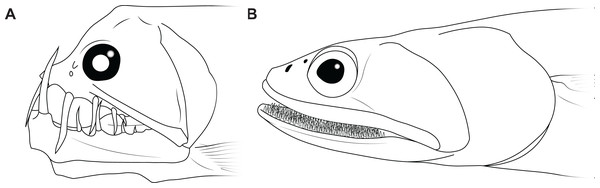 Examples of living fishes with a posteroventrally located jaw joint.
