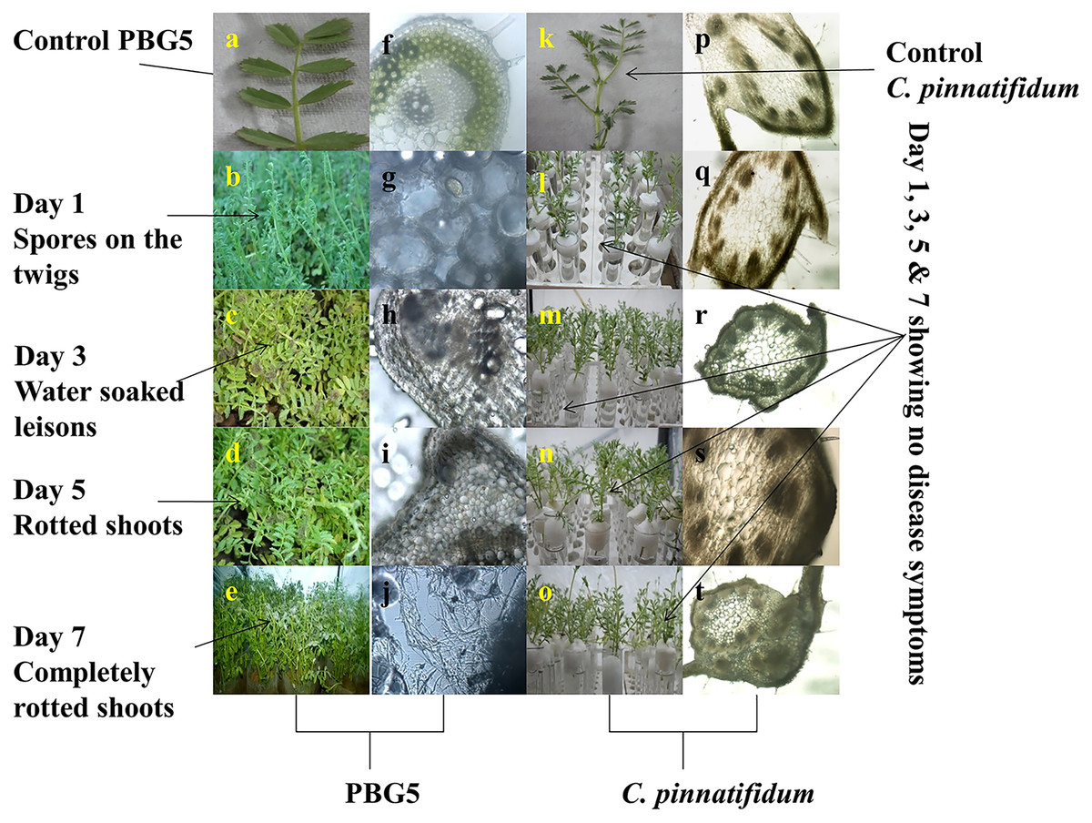 Morphological, Ultrastructural And Molecular Variations In Susceptible ...