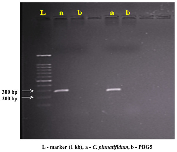 PCR amplification of C. pinnatifidum genomic DNA with LrWRKY4 gene specific primer.