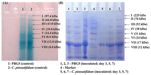 Sodium dodecyl sulphate polyacrylamide gel electrophoresis of the leaf extracts of chickpea genotypes PBG5 (susceptible) and C. pinnatifidum (resistant) uninoculated and inoculated with B. cinerea.
