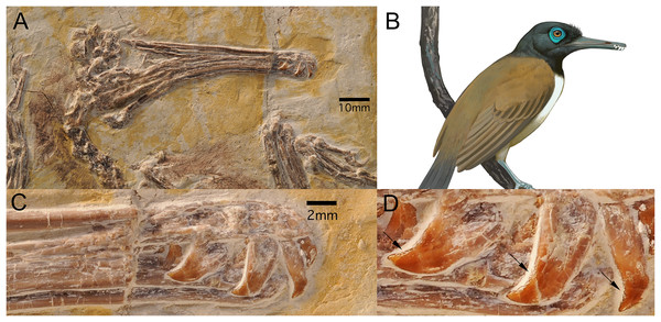 Longipteryx chaoyangensis (DNHM D2889).