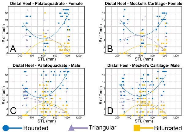 (A–D) Plots and polynomial trends of the morphology of the distal heel on female and male Rhizoprionodon terraenovae teeth through ontogeny on the Meckel’s cartilage and palatoquadrate.