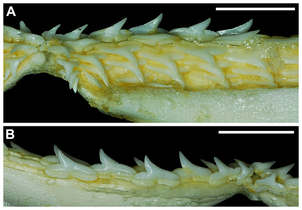 Functional and replacement tooth rows and files and alternate imbricate dentition of Rhizoprionodon terraenovae.
