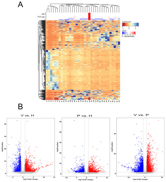 The differentially expressed genes (DEGs) in vaccinated individuals (V), patients (P) and healthy group (H).