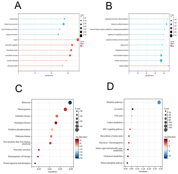 GO and KEGG enrichment analyses of DEGs in PBMCs transcriptome.