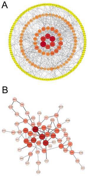 Analysis of blue module and identification of genes.