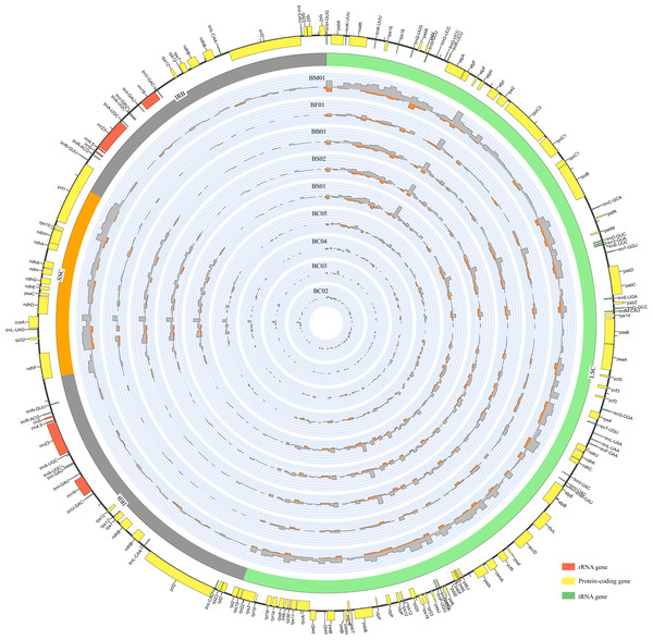 An overview of gene distribution and genome variation among Bupleurum plastomes using Circos.