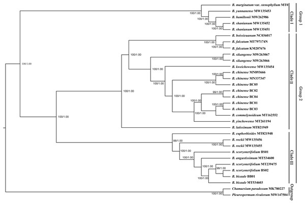 Phylogenetic tree reconstructed using maximum likelihood (ML) and Bayesian inference (BI) based on 32 complete plastid genomes.