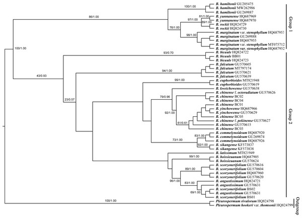Phylogenetic tree reconstructed using maximum likelihood (ML) and Bayesian inference (BI) based on ITS.