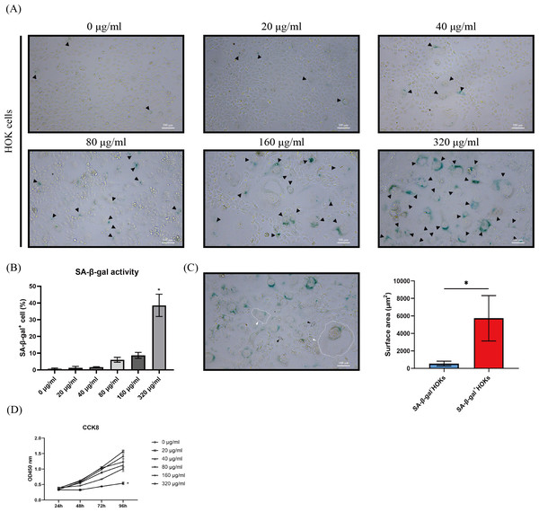 The performance of senescence-associated beta galactosidase (SA-β-gal) staining, cell morphology, and cell proliferation in human oral keratinocytes (HOKs) after senescence induction.