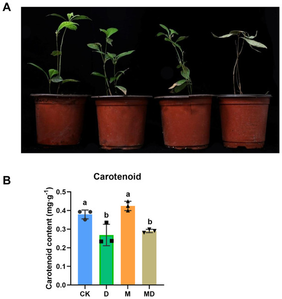Melatonin supported plant growth and carotenoidcontent.
