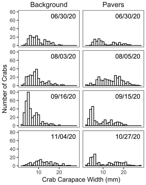 Size frequency histograms of H. sanguineus found in background surveys (n = 3 on each date, left panel) and under all pavers on similar dates (right panel).