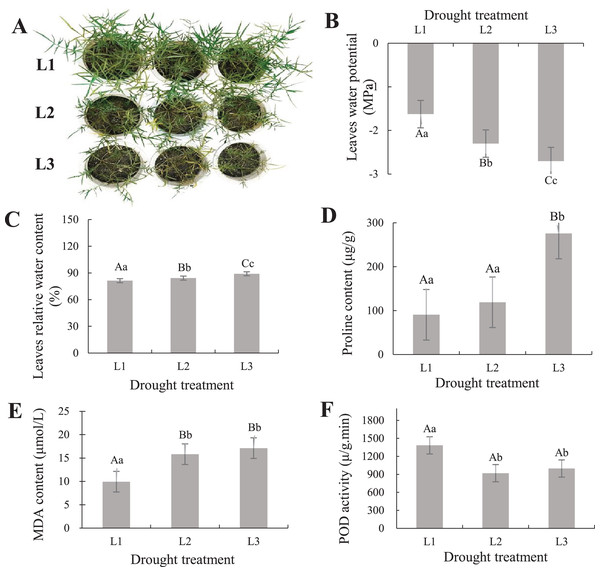 (A–F) Phenotypic status and determination of physiological indicators of P. cornutum under drought treatment.