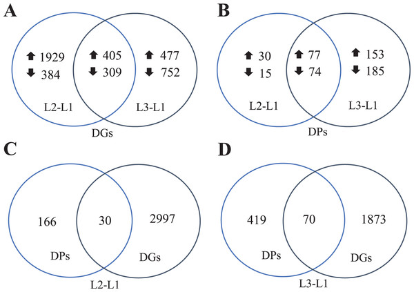 Venn diagrams of DGs (A), DPs (B), comparing DPs and DGs in L2-L1 (C) and L3-L1 (D) in Pugionium cornutum leaves after drought treatment.