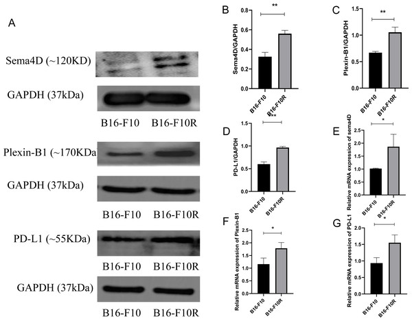 Sema4D, Plexin-B1 and PD-L1 expression in B16-F10 and B16-F10R cells.