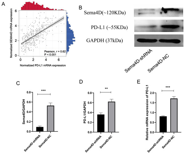 Sema4D silencing decrease PD-L1 expression.