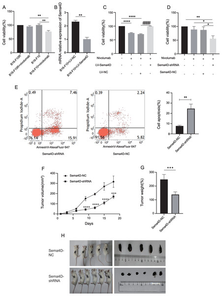 Sema4D repression renders B16-F10R cells sensitive to nivolumab treatment.
