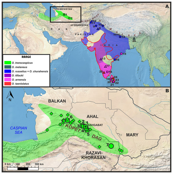 Approximate distribution and location of samples utilized in this study for molecular and morphological analyses (A); and approximate distribution of Oligodon transcaspicus comb. et stat. nov in the Köpet–Dag Mountain range of Iran and Turkmenistan.