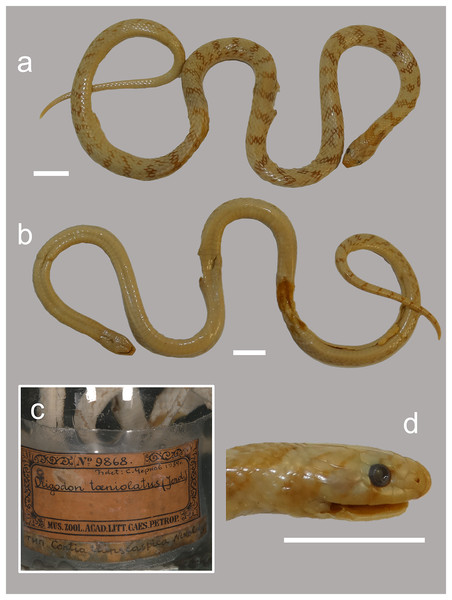 (A–D) Photographs of the preserved holotype specimen of Contia transcaspica (ZISP 9868) now Oligodon transcaspicus comb. et stat. nov. from “Köpet–Dag, Transcaspia”.