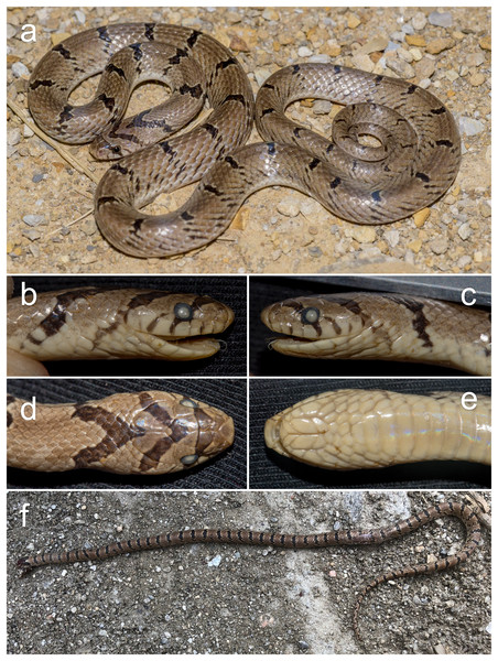 Photographs of Oligodon russelius from Pakistan (A–E) and Afghanistan (F).