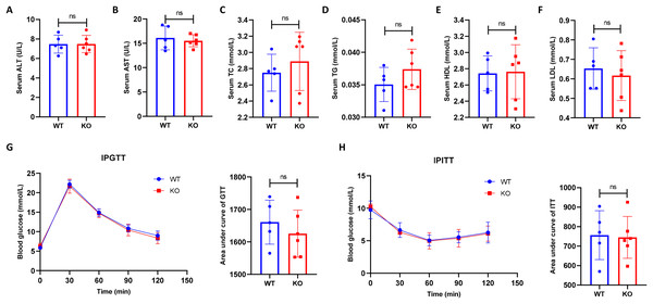 Hepatocyte-specific HIF-2α knockout does not impair the metabolic indexes.