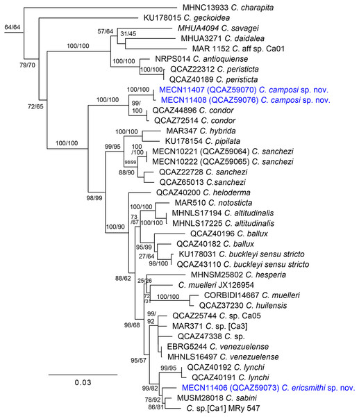 Maximum likelihood tree of Centrolene inferred from a partitioned analysis of 6,355 aligned sites of DNA sequences of 10 nuclear and mitochondrial loci.