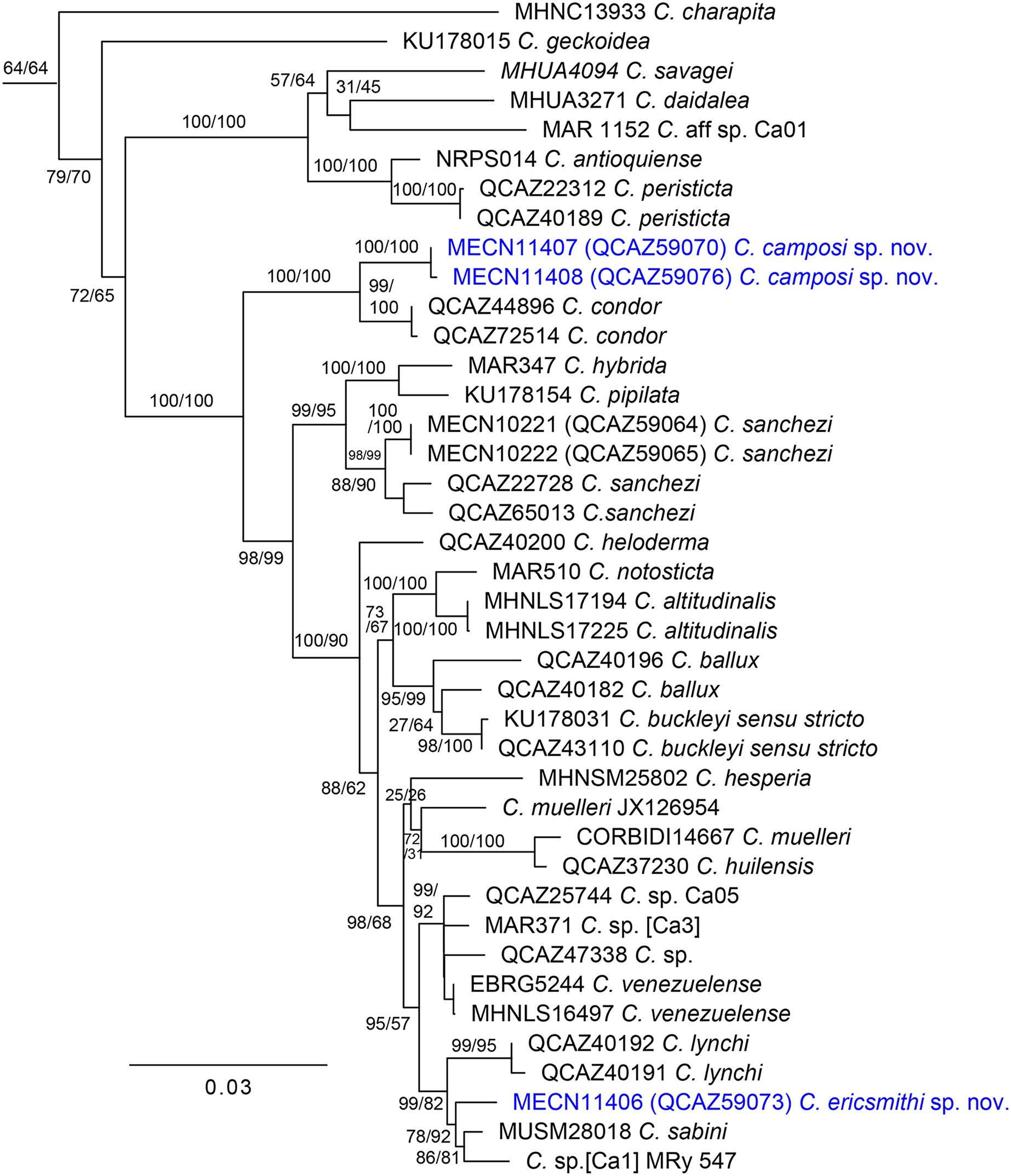 Two new syntopic species of glassfrogs (Amphibia, Centrolenidae,  Centrolene) from the southwestern Andes of Ecuador [PeerJ]