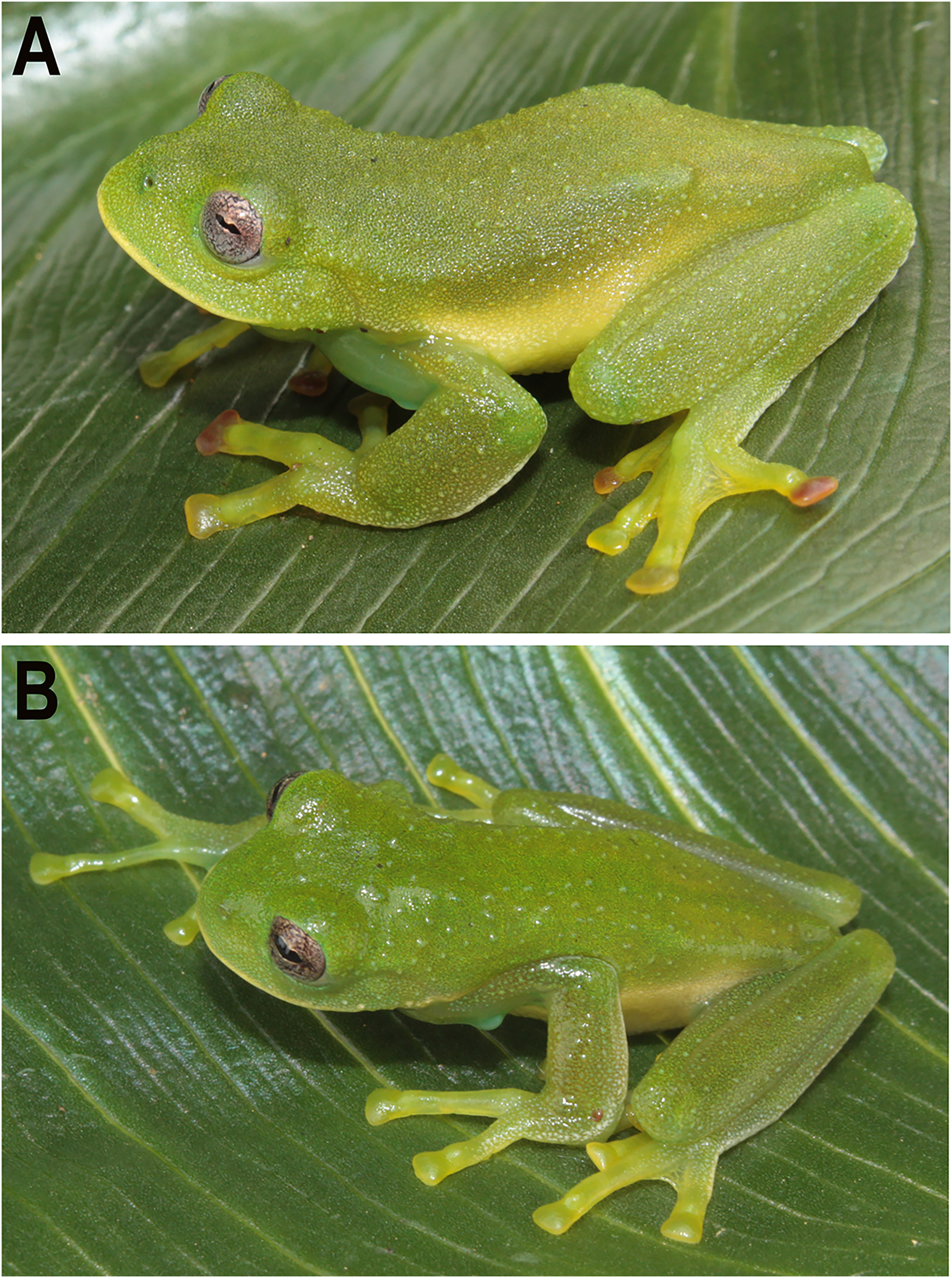 Two new syntopic species of glassfrogs (Amphibia, Centrolenidae,  Centrolene) from the southwestern Andes of Ecuador [PeerJ]