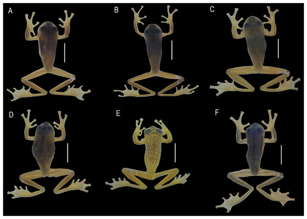 Comparison of the new species and their closely related lineages, in dorsal view.