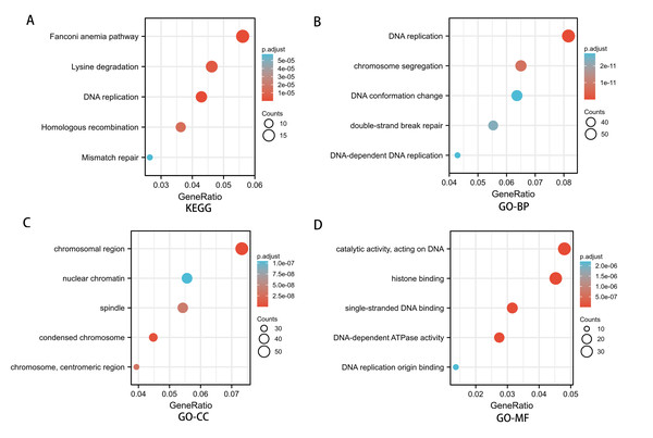 Enrichment analysis of SREBF1-related genes in HNSC.