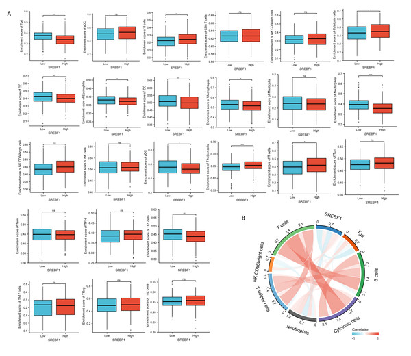 SREBF1 expression and immune cell infiltration in HNSC are correlated.