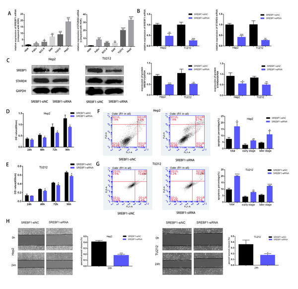 Knockdown of SREBF1 inhibited the proliferation and migration of HNSC cells.