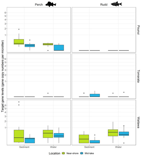 Target gene levels for each fish species per lake (12S rDNA for perch and 16S rDNA for rudd), separated by sampling method (sediment and water) and sampling location (near-shore and mid-lake).