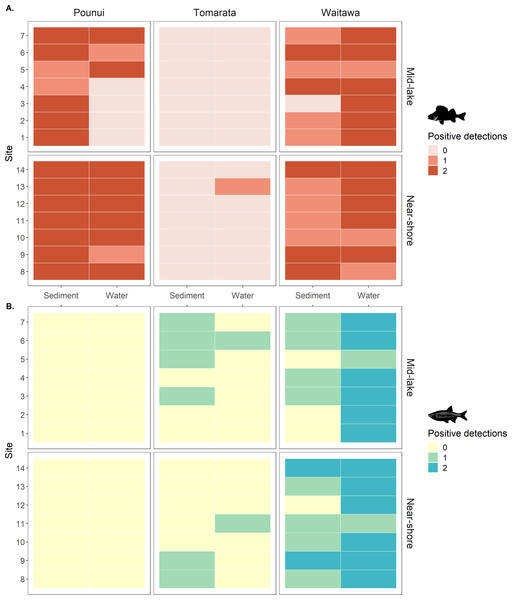 (A) Perch (Perca fluviatilis) and (B) Rudd (Scardinius erythrophthalmus) eDNA detection in each biological replicate across lakes, sites, location, and sample type.