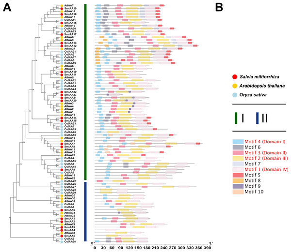 Phylogenetic tree and conserved motif analysis of Aux/IAA family genes in A. thaliana, O. sativa, and S. miltiorrhiza.
