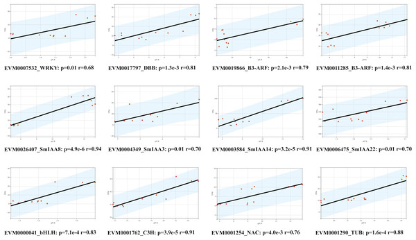 Correlation analysis between RNA-seq and qPCR data of 12 randomly selected SmIAAs.