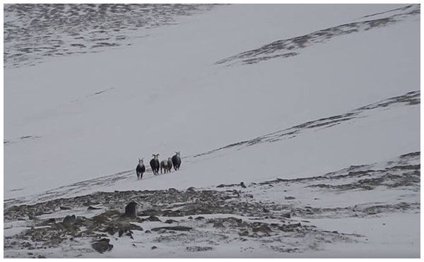 A band of five Stone’s sheep in the Cassiar Mountains with two adult females, two yearlings and one ram during capture efforts in 2018 taken from the ground (photo credit: Bill Jex).