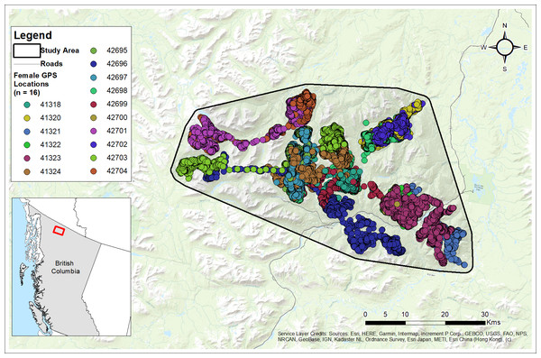 Study area and GPS collar locations of collared females (n= 16) from the Cassiar Mountain Stone’s sheep population in northern British Columbia, Canada, 2018–2020.
