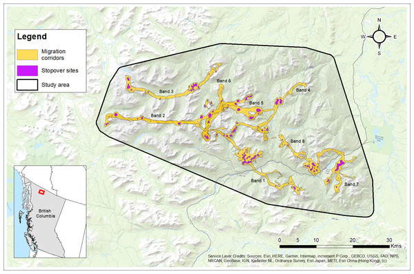 Migration corridors and stopover sites used during spring and fall migrations by female Stone’s sheep migrants (n= 12) in the Cassiar Mountains, British Columbia, Canada, 2018–2019.