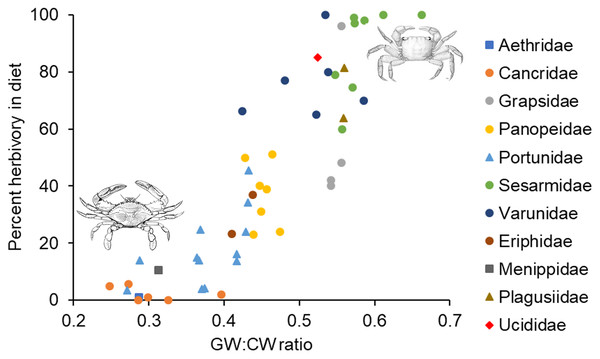 Relationship between percent herbivory in the diet and gut width to carapace width ratio across species.