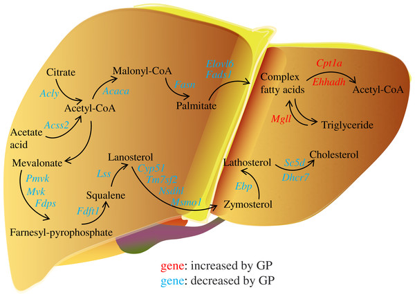 Regulation of gypenosides on genes related to fatty acid and cholesterol metabolic pathways in mice liver.