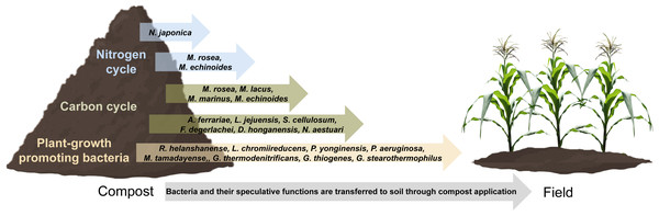Representation of the transfer of bacteria and their potential functions from mature compost to soil.