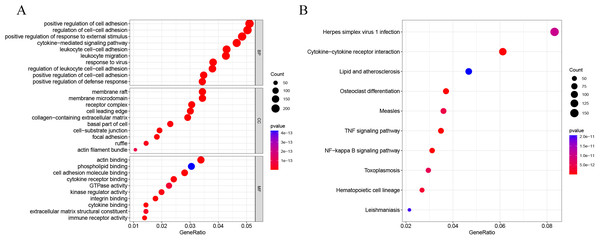 GO and KEGG enrichment analysis.