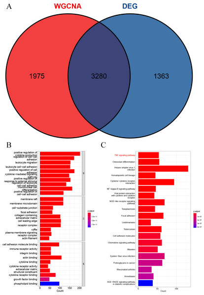 Acquisition of intersecting genes and enrichment analysis.